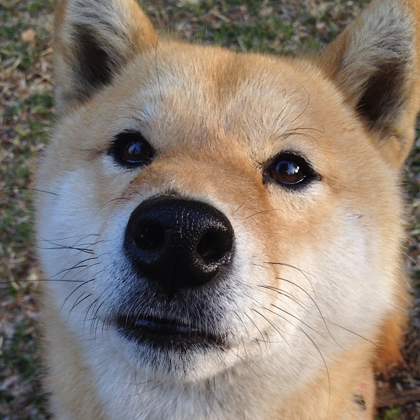 黄黑风暴席卷北境,当多特蒙德在欧冠决赛一波带走加拿大