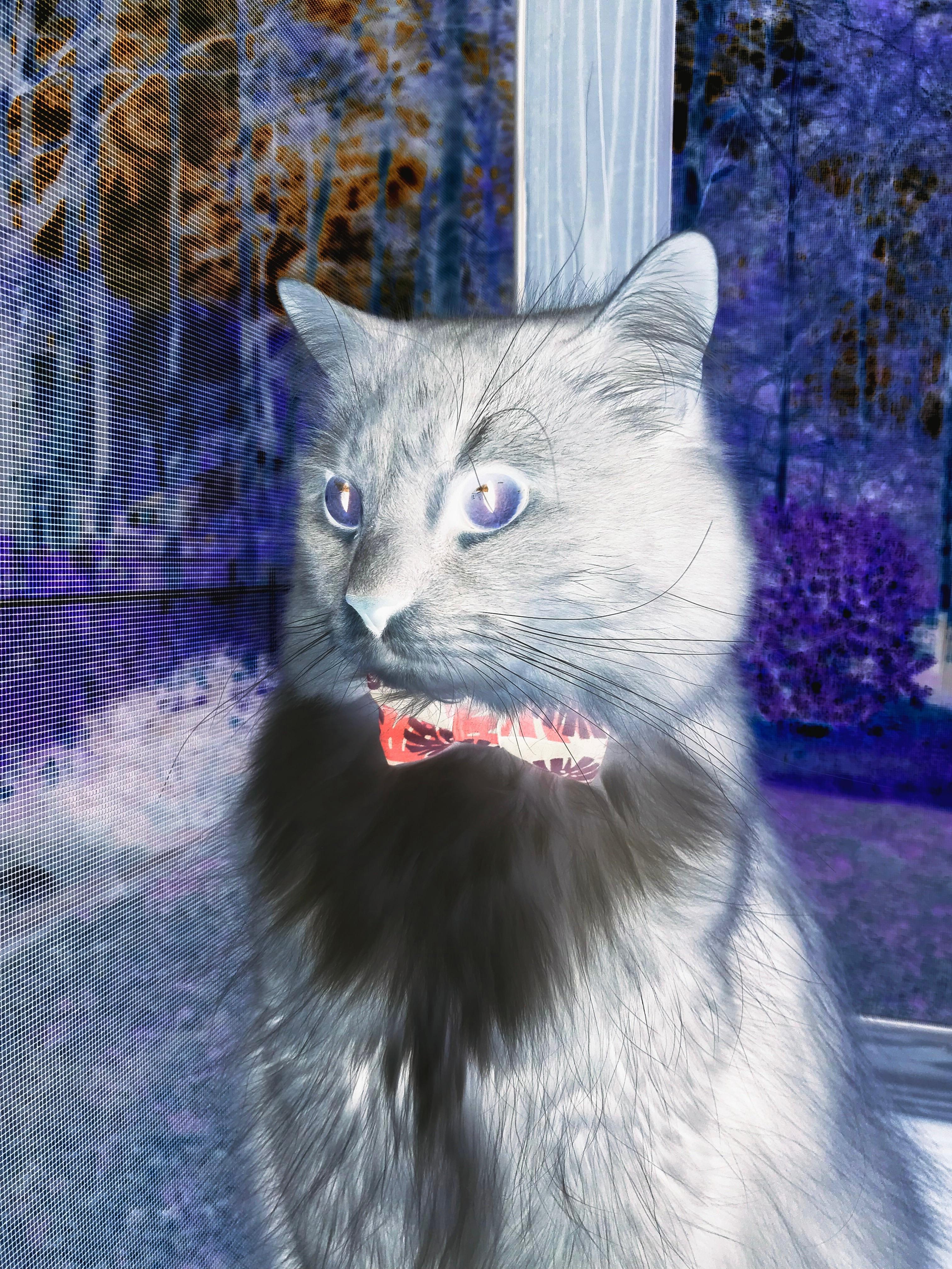 西亚卡姆37分弑旧主，尼克斯跨界之战提前终结悬念